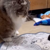 電動のおもちゃに『興味津々な猫』を見ていたら…あまりにも予想外な『可愛すぎる行動』に反響「狩るんじゃなくてｗ」「1歳の子どもみたいｗ」