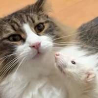 一緒に暮らす猫のことが大好きなフェレット→『猛アピール』をしたら…『可愛すぎるやり取り』が22万再生「ほのぼの〜」「愛が重いｗｗ」