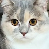 猫に『ハンモックへの行き方』を教えてみた結果…まさかの反応と『結末』が151万再生「天才だと思ったらｗ」「オロロロロｗｗ」と爆笑の声