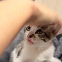 生後2か月の保護子猫の頭を撫でようとしたら…まさかの『拒否の仕方』が147万再生「笑ったらあかんｗ」「異次元の可愛さｗ」