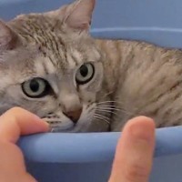 お風呂場の小さな桶でくつろぐ猫→『同居猫』がやってくると…まさかの展開に「絶望に溢れた顔で草」「気持ちが伝わってくるｗ」と14万再生