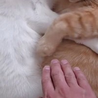 ぴったりくっついて眠る2匹の猫→飼い主が隙間に手を入れようとしたら…『393万再生』された光景に「愛が半端ない」「ほほえましいｗ」の声