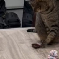 深夜に廊下を見たら『2匹の猫』がいて…まさかのやり取りに「微妙な空気感が可愛すぎるｗ」「一緒に遊びたいんだｗ」と15万再生