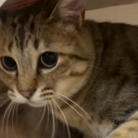 キャットハウスに入っていた2匹の猫→飼い主が近づいたら…浮気がバレたときのような『まさかの反応』が83万再生「ドラマで見たことあるｗ」