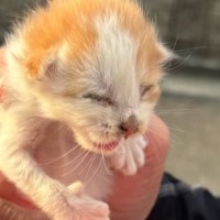 猛暑日に1匹で鳴いていた『生まれて間もない子猫』…保護した日の光景が132万再生「天使を拾ったね」「可愛すぎて声出た」現在の様子も