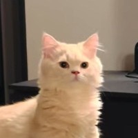 飼い主の声に反応した猫→次の瞬間…まるでAI生成のような『まさかの動き』が899万再生「本当にネコ？」「とても滑らかｗ」