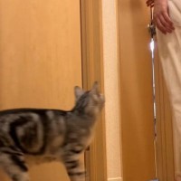パパの後を追いかける猫→突然『置いてけぼり』にされてしまい…尊すぎる光景に「もう最高に可愛い」「意地悪したくなるのわかる」と69万再生