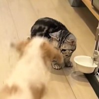 大好きな猫を見つけた犬が『勢いよく突進』した結果…尊すぎる光景が30万再生「かわいい世界すぎる」「シルエットが同じ」