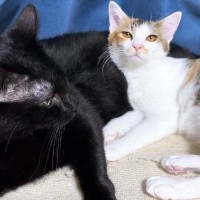 子猫たちのお世話をしたい黒猫→子猫が近づいてくると…『尊すぎる光景』にほっこりする人が続出「なんて優しいの」「とっても癒された」