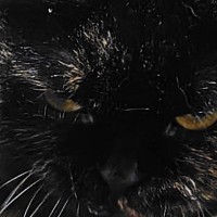 床に『3つのかご』を置いておいたら…猫がとった『まさかの行動』に「可愛すぎるでしょｗ」「全部私のものｗ」と笑ってしまう人が続出