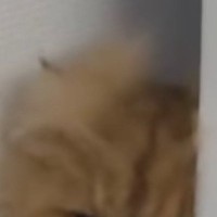 掃除業者が家にきた日、『人が苦手な猫』の様子を見たら…可愛すぎる仕草と『表情』が60万再生「気になっちゃうんだｗ」「お顔に笑ったｗ」