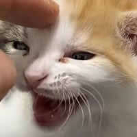 帰りが遅くなった飼い主に……家で待っていた子猫が見せた『可愛すぎる反応』が12万再生「さっさと帰るっしゅ！」「泣けてくるぅぅ」
