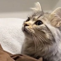 猫が『ごはん』という言葉を覚えた結果…飼い主が声をかけたときの『可愛すぎる反応』に「いっぱいあげたくなる」「たまらないねｗ」の声