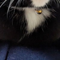 飼い主の膝の上でくつろぐネコ→『顔の形』を見たら…驚きの光景に「猫かどうかも怪しいな」「アニメの世界じゃんｗ」と笑う人が続出