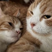 出会って10日目の先住猫と子猫…まるで親子のような『可愛すぎる光景』に1万いいね「たまらんなぁ」「幸せな気持ちになった」