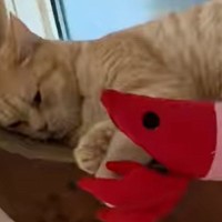 『大好きなエビのぬいぐるみ』と一緒に寝ていたネコ→次の瞬間…『予想外の行動』に笑顔になる人が続出「可愛すぎる」「ツンデレの基本」