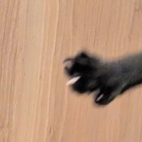 お迎えしたばかりの保護子猫→遊ぶ姿を撮影したら…躍動感がすごすぎる光景に6万いいね「元気さがよくわかるｗｗ」「笑いが止まらない」