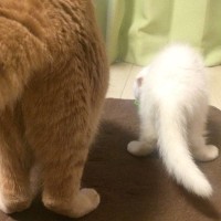 先住猫より『ずっと小さかった子猫』→11年後…劇的なビフォーアフターが40万表示「たくましくなった」「中身は変わらなそうｗ」