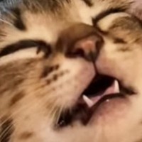口を開けて爆睡していた子猫→約3年後…まさかのビフォーアフターに「変わってなくて愛おしいｗ」「立派になったね」と癒される人が続出