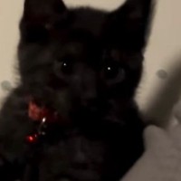 ソファに座るママにゆっくり近づく子猫→次の瞬間…尊すぎる『まさかの光景』が82万再生「とってもかわいいｗ」「恋に落ちちゃった」