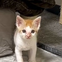 じっと見つめてくる子猫→じわじわと近づいてきて…思わずニヤける光景に「可愛すぎてダメージくらった」「ノックアウトｗ」と反響