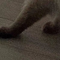 カーテンの裏にいる猫→下から出ている『足』を見たら…あまりにも音符すぎる『驚きの光景』に13万いいね「好きｗ」「ジュピター音型」