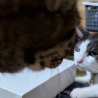 先輩猫に近づいた猫→『パンチ』が飛んできて…まるでコントのような『リアクション』が31万再生「やられ方がプロｗ」「前世はお笑い芸人」