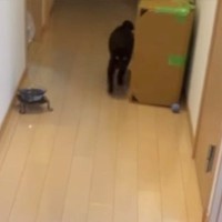 帰宅した瞬間、黒猫が一目散に駆け寄ってきて…あまりにも尊い『お出迎えの光景』が11万再生「1日の疲れが吹っ飛ぶねｗ」「最強にかわいい」