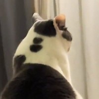 高い場所に座るボス猫→視線の先には『2匹の猫』が…まるで会議中のような光景に「やばいかわいいｗｗ」「ボスすぎるｗ」と爆笑の声