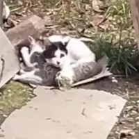台風が迫る中、子猫たちを必死に守っていた母猫…親子そろって保護された様子に「出会えてよかった」「幸せになるんだよ」と58万再生