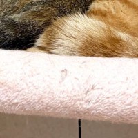 キャットタワーでくつろぐ『仲良しな兄妹猫』→まさかのポーズに「めっちゃ可愛いｗ」「連結できるタイプのおもちゃ」と16万表示