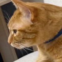 『ほんまに涙出るほど笑った』→椅子の上にいた猫…衝撃の『くつろぎ方』に2万いいね「背中にチャックあるかもｗ」「絶対おっさん入ってるｗ」
