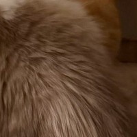 先輩猫を『怒らせてしまった』結果…『後輩猫の様子』に爆笑の声「トムジェリみたいｗ」「絵に描いたような絶体絶命」と19万表示