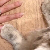 猫におててを開いてほしくて、自分の手をパーにして見せていたら…予想外の『可愛すぎる行動』に「悶絶した」「たまらん」と8万再生
