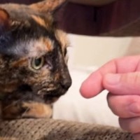 長期出張から戻ったパパ→愛猫にそっと指を近づけてみたら…思わず笑ってしまう光景に「おもしろすぎるｗ」「パパ、がんばってーｗ」の声