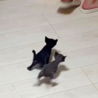 人のあとを追いかける『赤ちゃん猫たち』→4匹が勢いよく走り出す中、1匹だけ…尊すぎる光景が28万再生「たまらんｗ」「ずっと見ていたい」