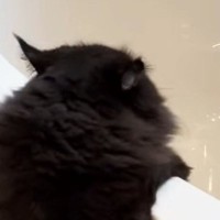 お尻が汚れてしまった猫を『お風呂』に入れると…信じられないほど協力的な様子が72万再生「良い子すぎる」「すごい」と驚きの声続出
