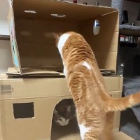 段ボールハウスの2階に行きたい猫→後ろ足を乗せようとした次の瞬間…まさかの展開に「ポンコツかわいいｗ」「吹いてしまったｗ」と15万再生