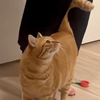 『猫は誰のところに来る？』パパと子供たちで試してみたら…まさかの展開が33万再生「一直線すぎるｗｗ」「めちゃくちゃ可愛い」