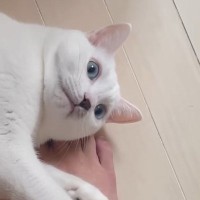 『人間が大好きすぎる猫』の1日…想像を超える『甘えっぷり』に「可愛すぎだねｗ」「癒やしをありがとう」と笑顔になる人が続出