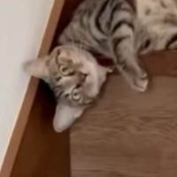 飼い主が帰ってきたことに気づいた猫…あまりにも独特な『お出迎えの仕方』が84万再生「クセが強いんじゃｗ」「ニャン体動物か」