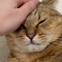 気持ちよさそうに撫でられていた猫→『ひげ袋』を触られると…まさかの豹変ぶりに「相当ダメなんだｗ」「めっちゃ見てるｗ」と反響