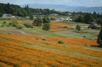 秋の安曇野を彩る花の祭典　国営アルプスあづみの公園で「コスモスフェスタ」開催
