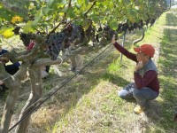 科学が支えるワインづくりの新時代　全国で広がる“学びと実践”の輪