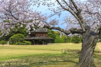 春の岡山を彩る桜の絶景 日本三名園から桜のトンネルまで名所5選