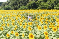 今年の夏は成田ゆめ牧場へ！ひまわり畑と水遊びで暑さを吹き飛ばそう