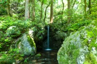 世界文化遺産・総本山醍醐寺の夏プラン、青もみじの美しい涼を感じるイベントを開催