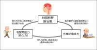 持久力の高い高齢者は作業記憶も優れる：新たな脳内メカニズムを解明