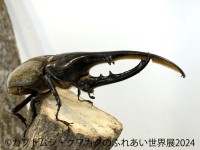 カブトムシ・クワガタと小動物のアトラクションが集結した「カブトムシ・クワガタのふれあい世界展 2024」と「まるっと小動物展 2024」が開催