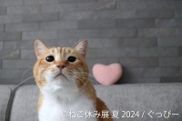 「ねこ休み展」夏の本祭：新スター猫の登場、限定イベント＆グッズ、来場者特典が待ち受ける猫の祭典